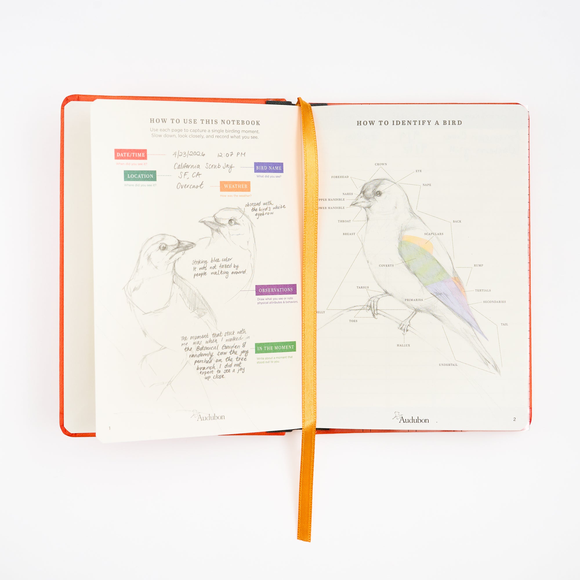 An open hardcover notebook with an orange cover and orange ribbon bookmark, showing illustrated bird diagrams and notes in pencil on one page and a color-coded guide on the other.
